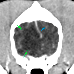 dog ct a mass-effect with midline shift towards the left