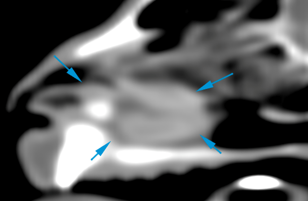 Cat CT thickening of the nasal mucosa