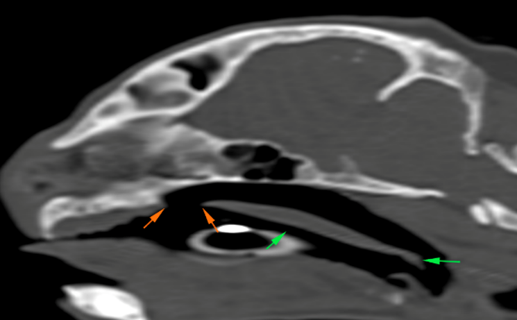 cat CT scan hard palate defect