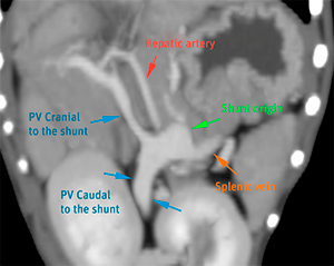 Dog CT extrahepatic portosystemic shunt