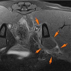 Dog MRI inflammation of the intrapelvic area