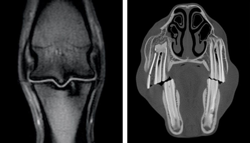 equine-CT-MRI-teleradiology