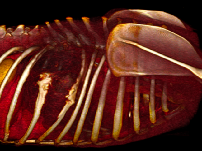 Dog CT mass in a rib