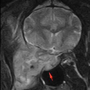 Dog MRI mass protruding into the nasopharynx