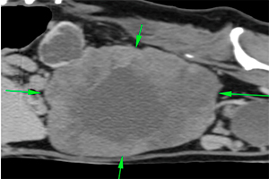 Dog Ct large mass in left kidney/ureter
