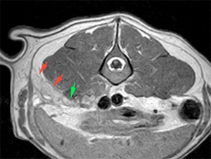 subcutaneous abscess, fistulous tract, dog, MRI