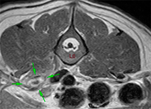 sublumbar abscess psoas muscle, foreign body, dog, MRI