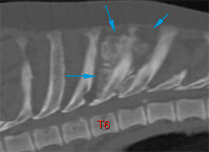 canine CT thoracic spinal mass
