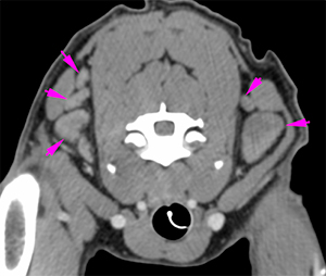 canine CT superficial cervical and axillary lymphadenopathy