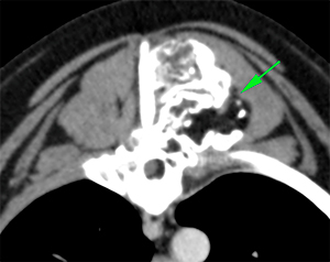 canine CT thoracic spinal mass with fat attenuating areas