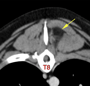 canine CT thoracic spinal mass adipose component