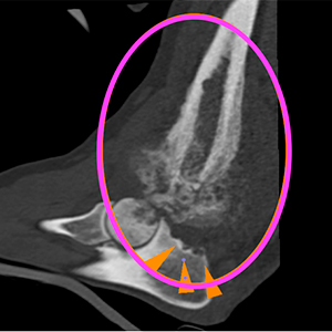 canine CT elbow neoplasia