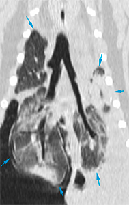 feline CT rounded lung margins with mild collapse