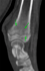 canine CT metaphyseal osteopathy/hypertrophic osteodystrophy