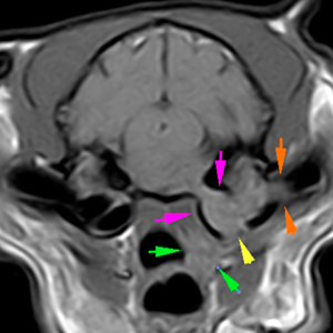 Cat MRI ear canal lesion
