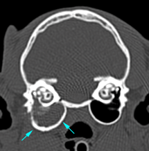 cat, CT, tympanic bullae expansion and wall thickening