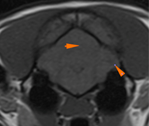 cat, brain MRI, intra-axial lesion, gray matter, cerebellum