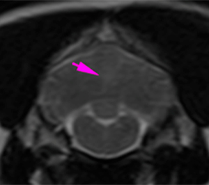cat, MRI, intra-axial lesion, gray matter, cerebellum