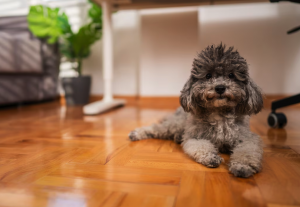 Toy Poodle