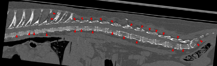 Dog, thoracolumbar spine, vertebral bodies