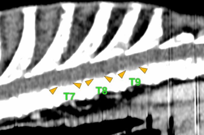 Dog, thoracolumbar spine, vertebra