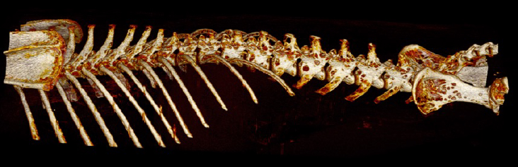 Dog, thoracolumbar spine, ribs