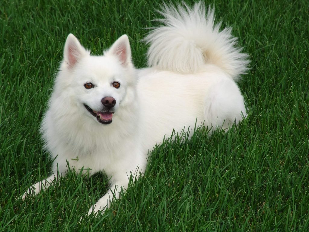 Japanese Spitz