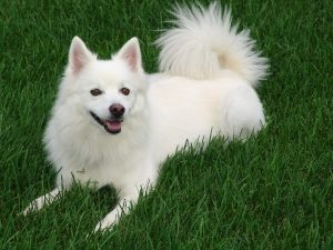 Japanese Spitz