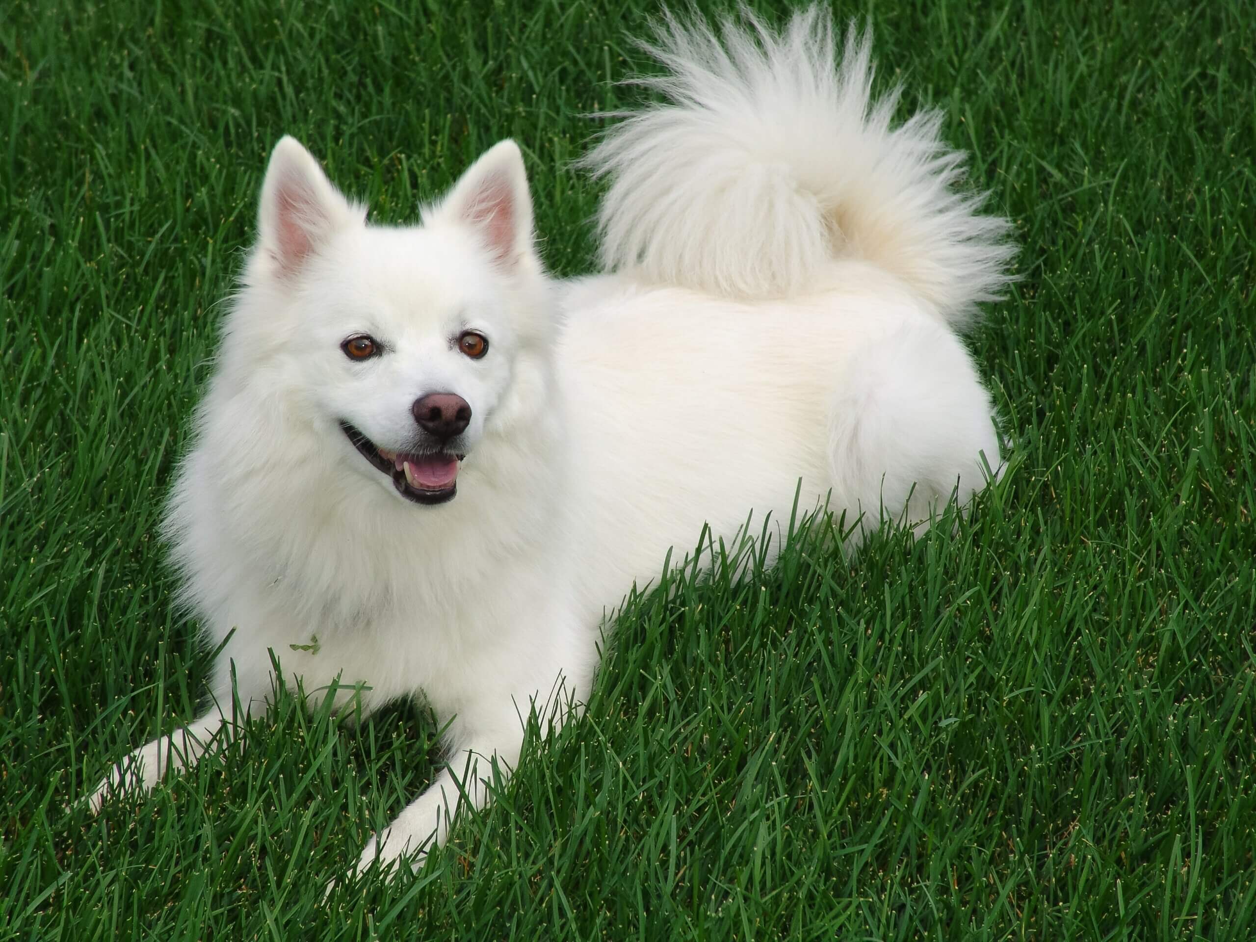 Japanese Spitz