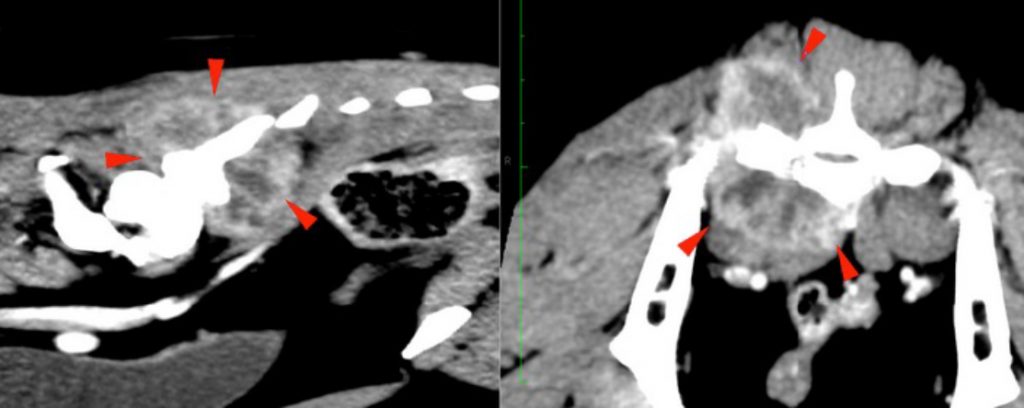 dog, CT, thoracolumbar spine, sacrum