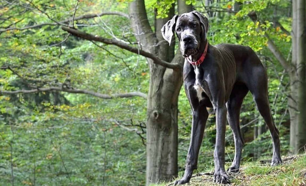 Great Dane cross Bull Mastiff